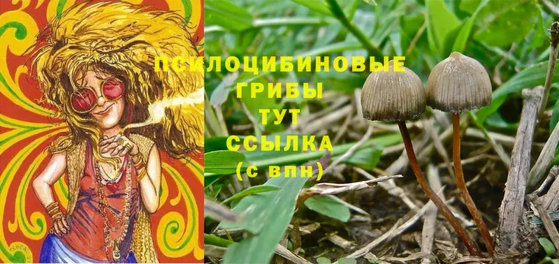 наркотики  kraken вход  Псилоцибиновые грибы Psilocybe  Буйнакск 